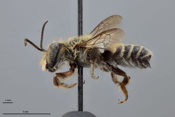 Media type: image;   Entomology 16200 Aspect: habitus lateral view